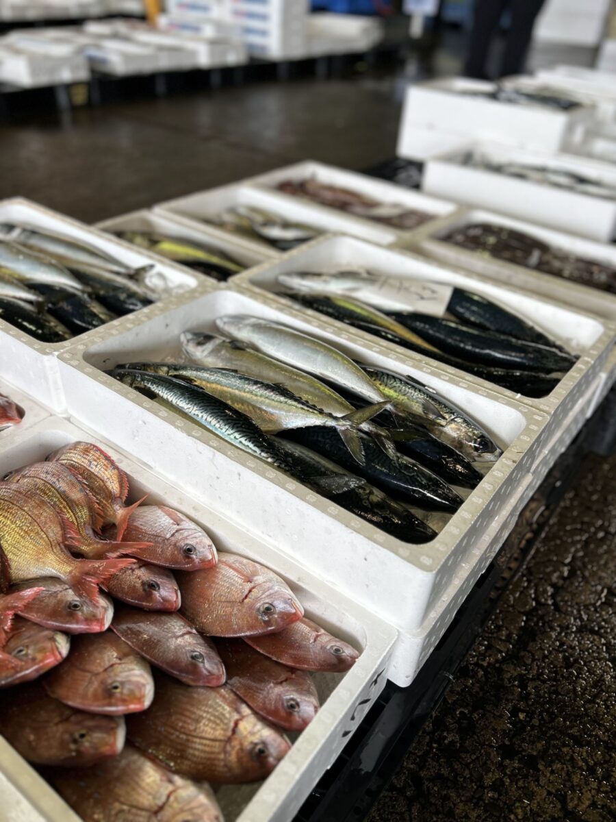 近海今朝とれ市（二番セリ）スタート！